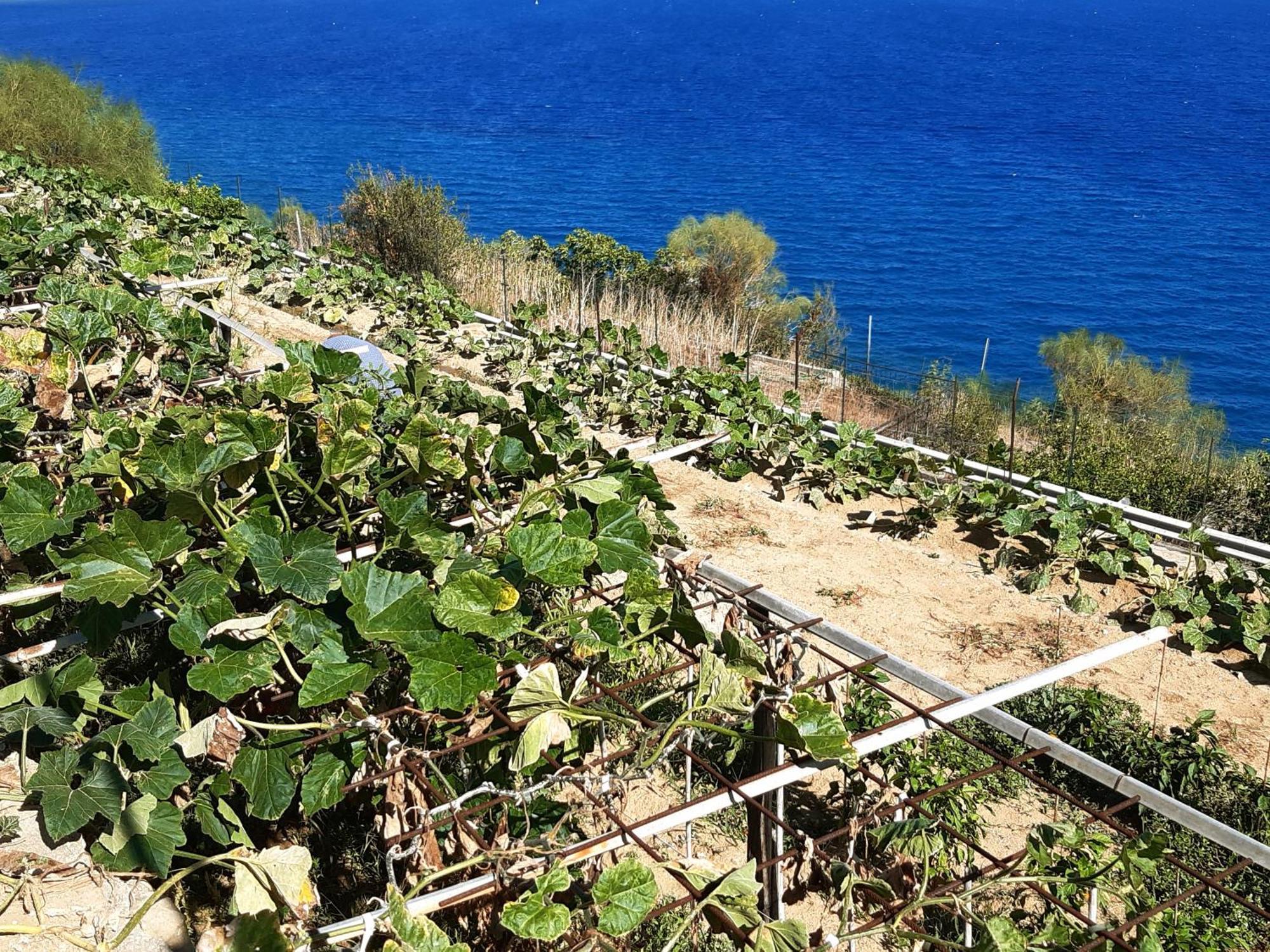 Gli Orti Sul Mare 2 Vista Mare Lejlighed Bordighera Eksteriør billede